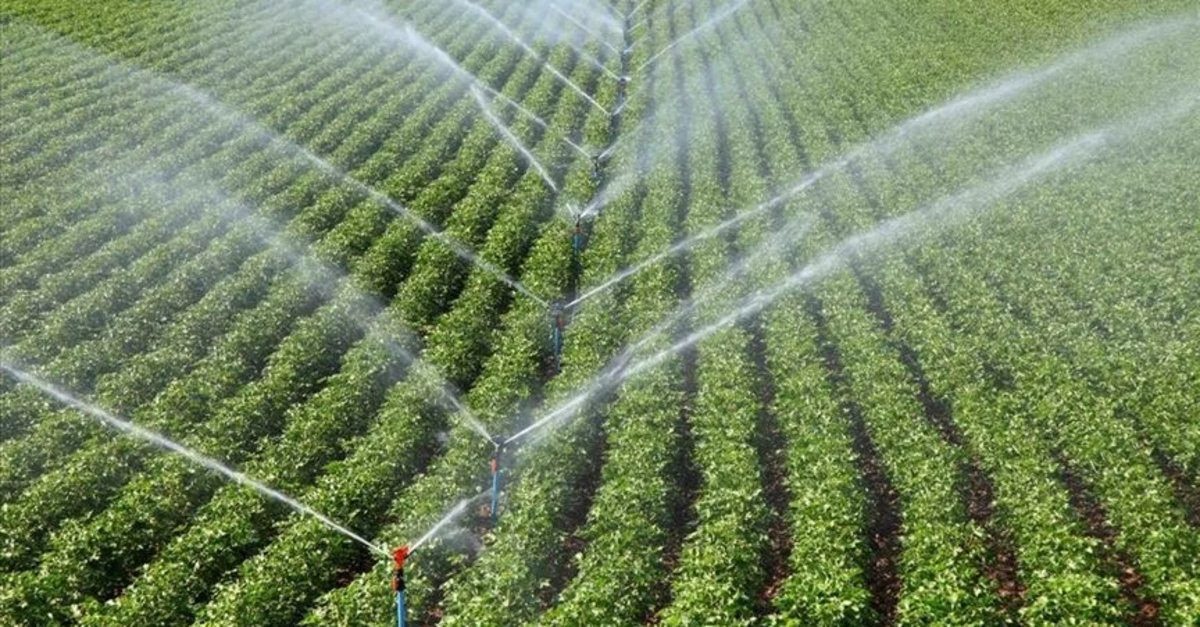 Parcelle irriguée traitée aux fertilisants ECOFERT