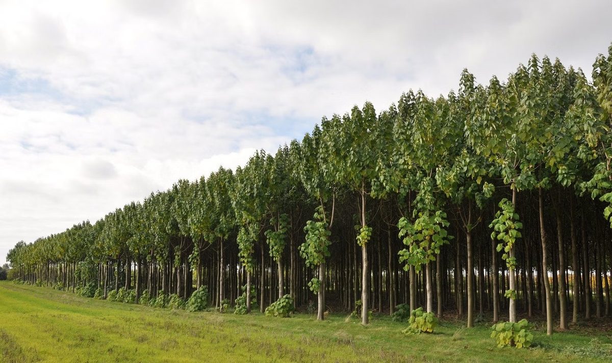Plantation de Paulownia ALTIFOLIA